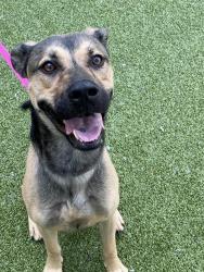 Shelter Stray Male Dog last seen Near BLOCK LILLINGTON HWY, SPRING LAKE NC 28390, 4704 Corporation Dr, Fayetteville, NC 28306, USA