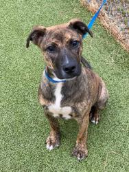 Shelter Stray Male Dog last seen Near CLIFFDALE RD, FAYETTEVILLE NC 28303, 4704 Corporation Dr, Fayetteville, NC 28306, USA
