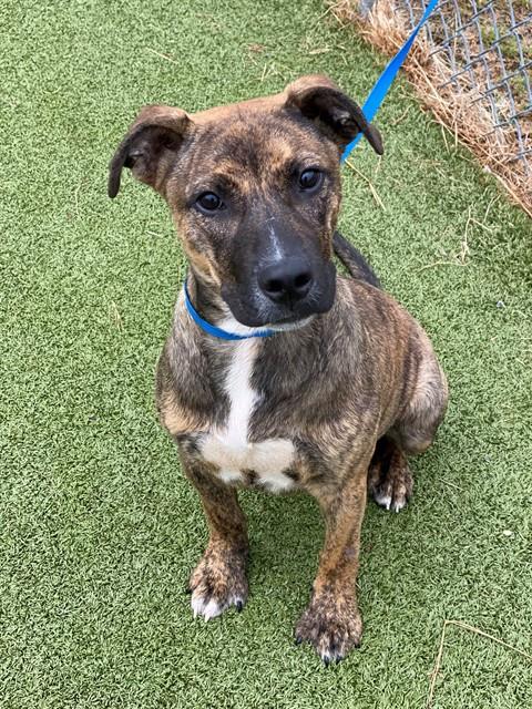 Shelter Stray Male Dog last seen Near CLIFFDALE RD, FAYETTEVILLE NC 28303, 4704 Corporation Dr, Fayetteville, NC 28306, USA