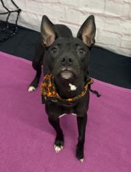 Shelter Stray Female Dog last seen Near BLOCK BUFFALO ST, DETROIT MI 48234, 1431 E Ferry St, Detroit, MI 48211, USA