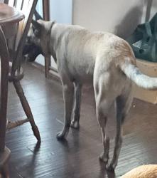 Reunited Female Dog last seen 200th SW and County Line Road, Rose Hill, KS 67133