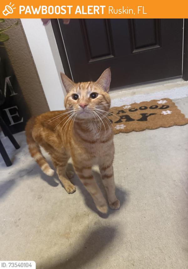 Found/Stray Male Cat last seen uncle joes diner, Ruskin, FL 33570