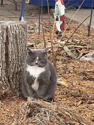 Lost Male Cat last seen Near golf course, Winona, MN 55987