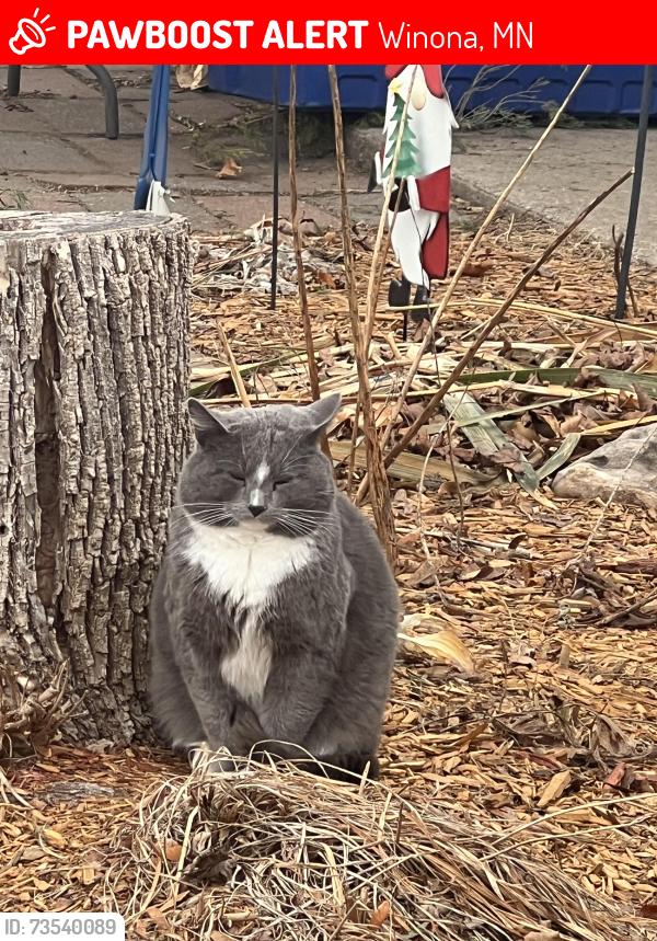 Lost Male Cat last seen Near golf course, Winona, MN 55987