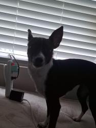 Lost Female Dog last seen Rest area, Atlanta, GA 30327