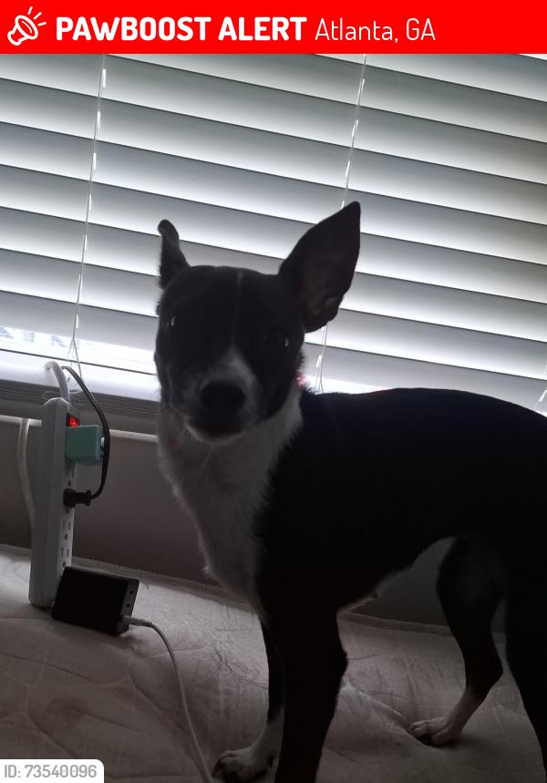 Lost Female Dog last seen Rest area, Atlanta, GA 30327