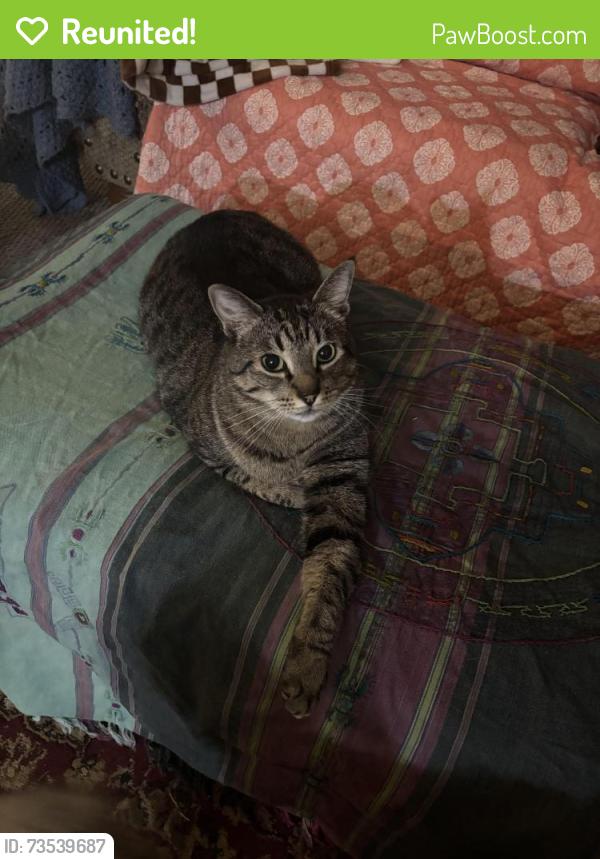 Reunited Male Cat last seen Tennyson, Waco, TX 76710
