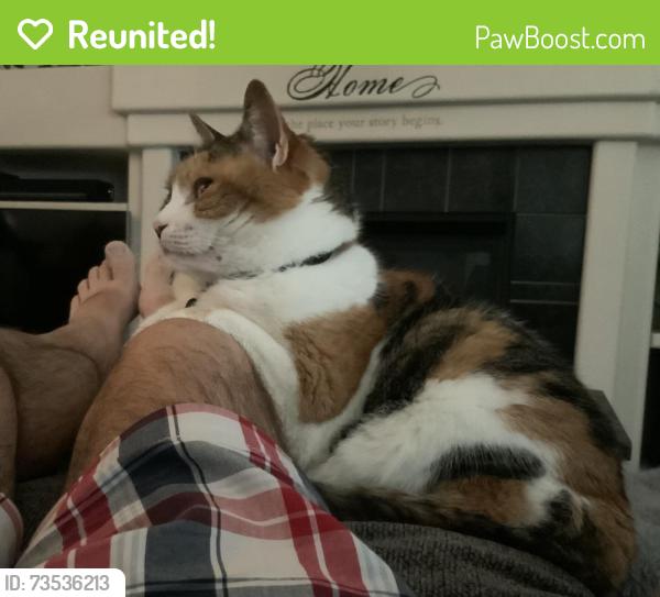 Reunited Female Cat last seen Caspian and Wesley, Aurora, CO 80013