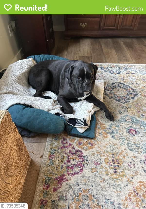Reunited Male Dog last seen Old Stage Road near Shipley, Watt Rd and Hwy 11, Lenoir City, TN 37772