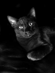 Lost Male Cat last seen Bullard sign shop, Bullard, TX 75757
