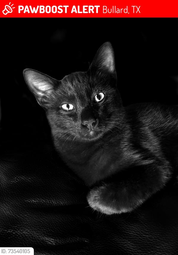 Lost Male Cat last seen Bullard sign shop, Bullard, TX 75757