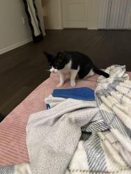 Reunited Female Cat last seen Sage Luxury apmt Homes, near I-17 & Jomax Rd, Phoenix, AZ 85085