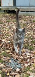 Reunited Unknown Cat last seen Behind Lanza’s coffee, Carrboro, NC 27510