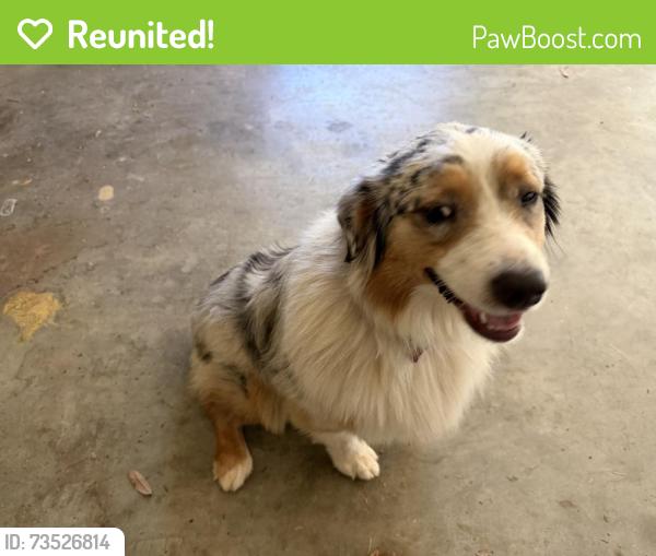 Reunited Female Dog last seen York and Grace Aiken 29801, Aiken, SC 29801