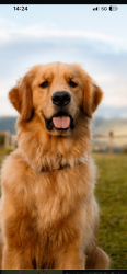 Lost Female Dog last seen eden den, Peterlee, England 