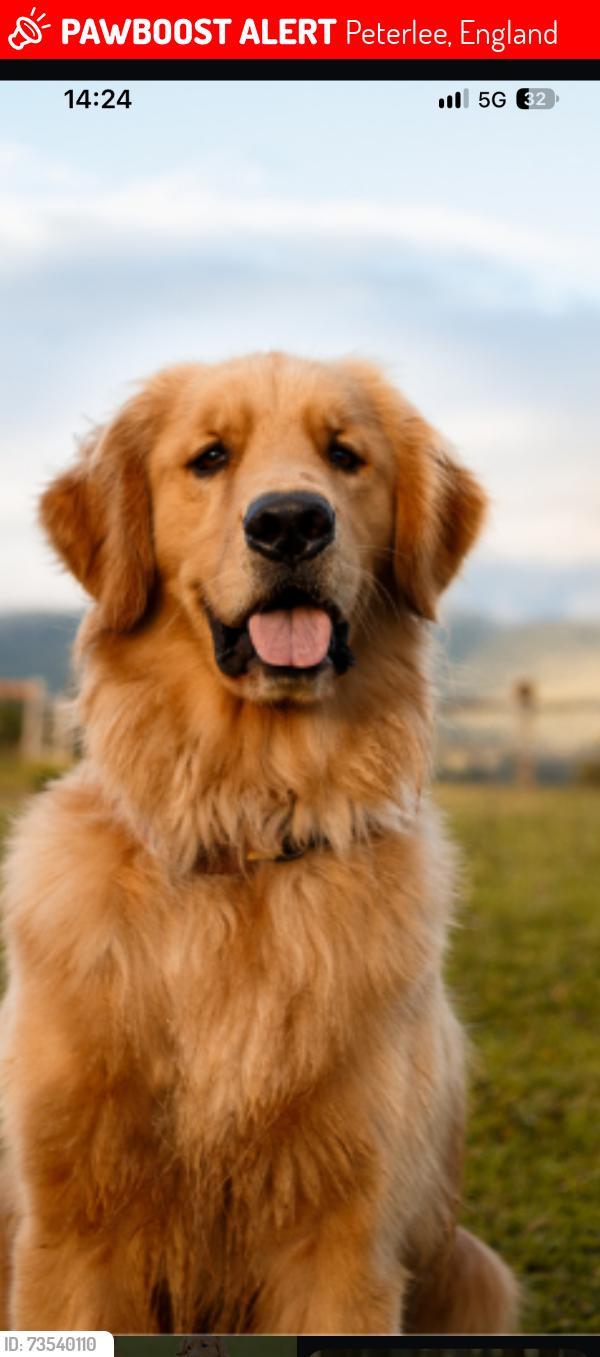 Lost Female Dog last seen eden den, Peterlee, England 