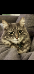 Lost Male Cat last seen Near Woodbury drive, Halifax, NS B3M 2V2