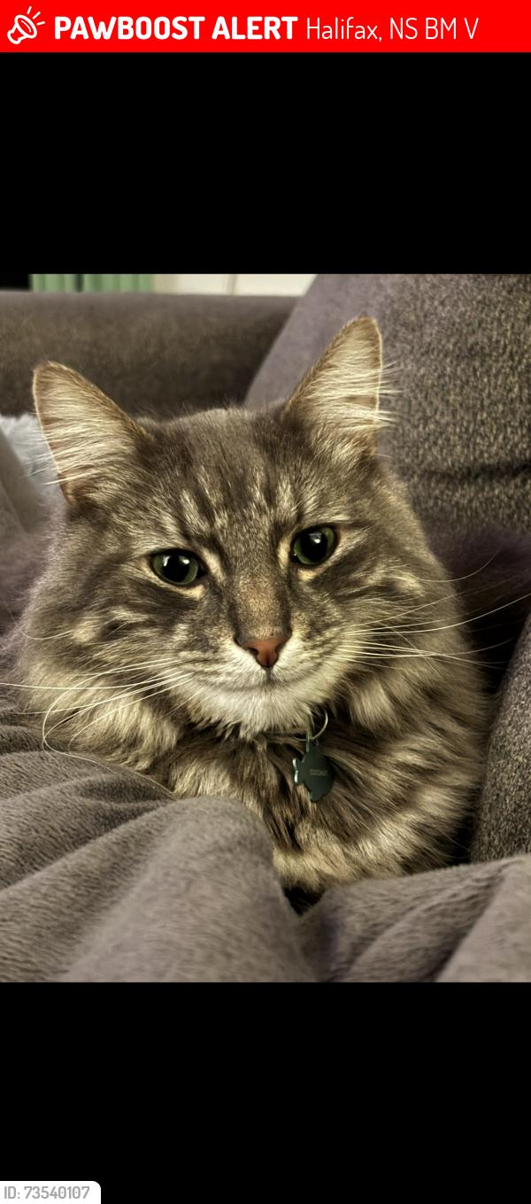 Lost Male Cat last seen Near Woodbury drive, Halifax, NS B3M 2V2