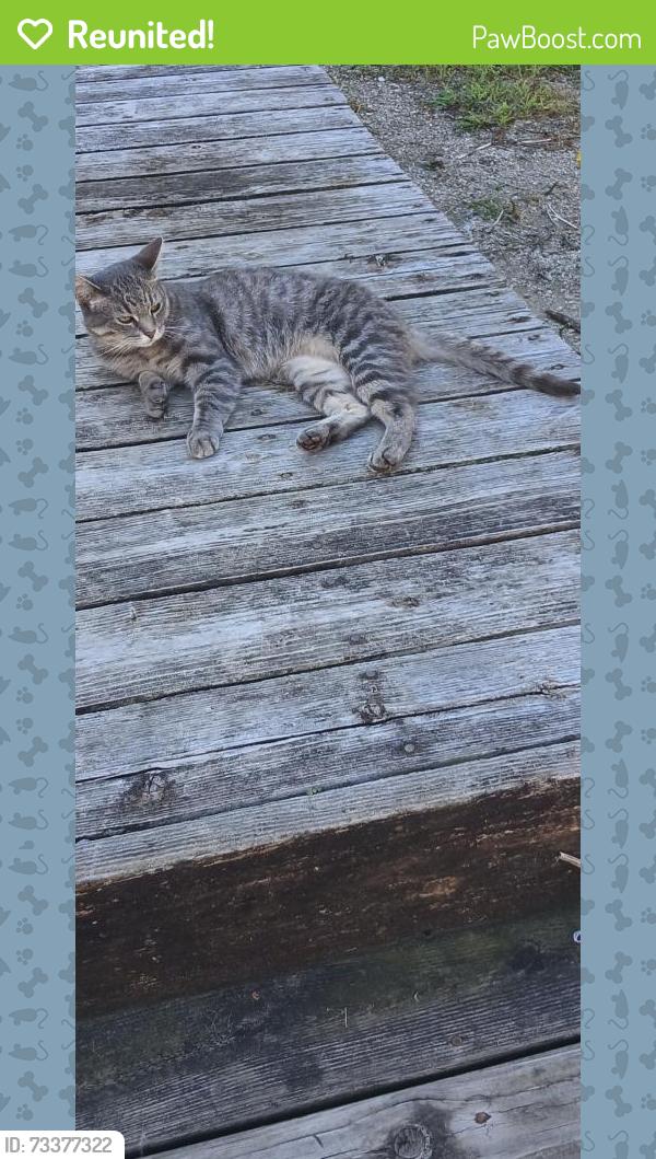 Reunited Female Cat last seen Northline/Dix/Trenton Rd, Southgate, MI 48195