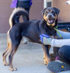 Shelter Stray Male Dog last seen Near Redding Rd NE Brookhaven, GA 30319, 30319, GA, 3280 Chamblee Dunwoody Rd, Chamblee, GA 30341, USA