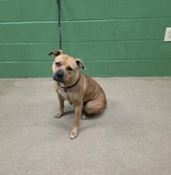 Shelter Stray Female Dog last seen Near C St 29625, Anderson City, SC, 1320 US-29, Anderson, SC 29626, USA