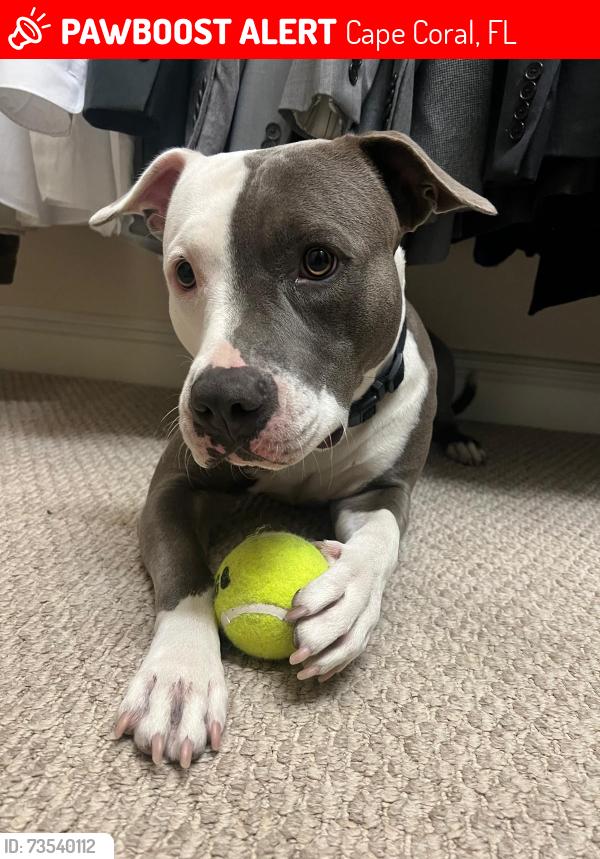 Lost Female Dog last seen kismet partway, Cape Coral, FL 33909
