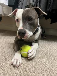 Lost Female Dog last seen kismet partway, Cape Coral, FL 33909