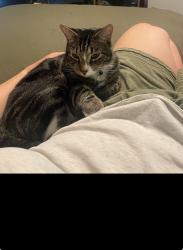 Reunited Male Cat last seen Silver Bay apmts, Boise, ID 83703