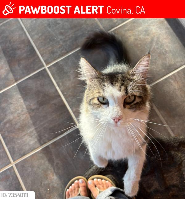 Lost Male Cat last seen Nubia St., Covina, CA 91722