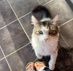Lost Male Cat last seen Calera Ave & Nubia St., Covina, CA 91722