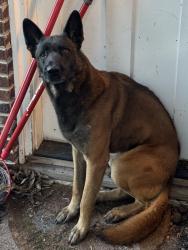 Reunited Unknown Dog last seen Union and Downer Pl, Aurora, IL 60505