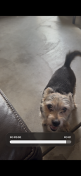 Lost Female Dog last seen Crabapple and lovage lane and milkweed, San Bernardino, CA 92407