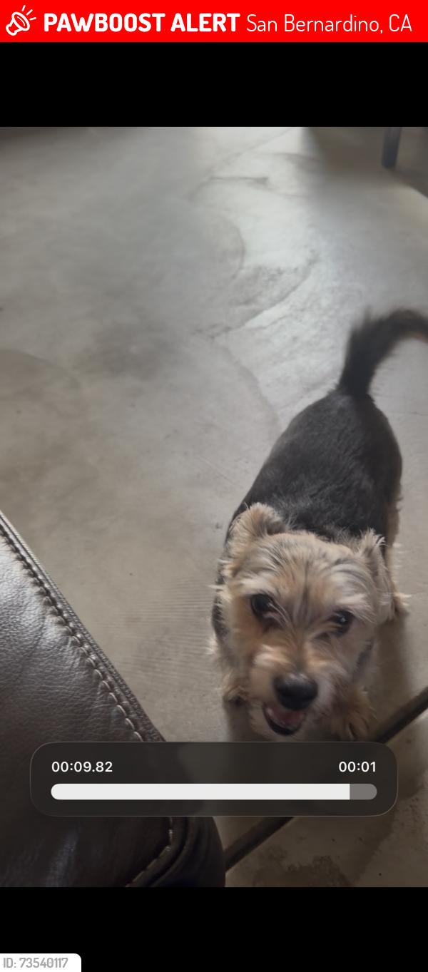 Lost Female Dog last seen Crabapple and lovage lane and milkweed, San Bernardino, CA 92407