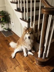 Lost Male Dog last seen Near proctor circle, Hoover, AL 35226