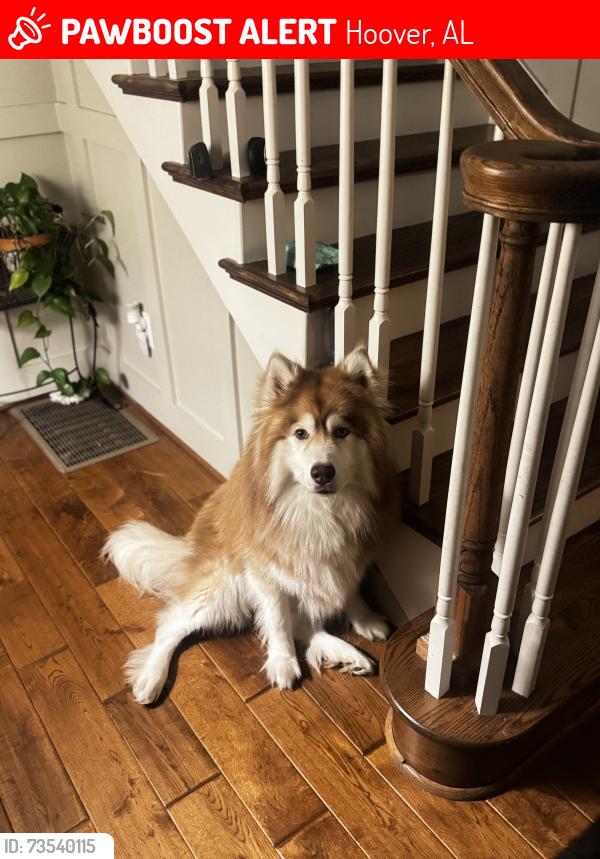 Lost Male Dog last seen Near proctor circle, Hoover, AL 35226