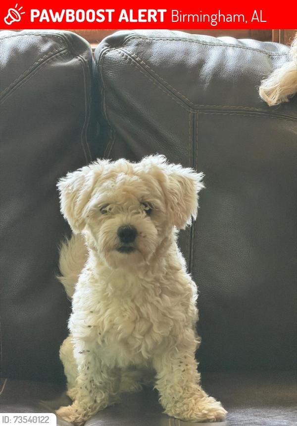 Lost Male Dog last seen Near carl raines lake rd hoover 35244, Birmingham, AL 35244