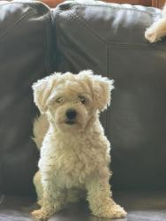 Lost Male Dog last seen Near carl raines lake rd hoover 35244, Birmingham, AL 35244