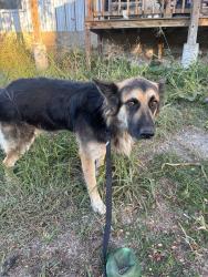 Found/Stray Male Dog last seen Train tracks by Katy Ln and Cottonbelt, Bellmead, TX 76705