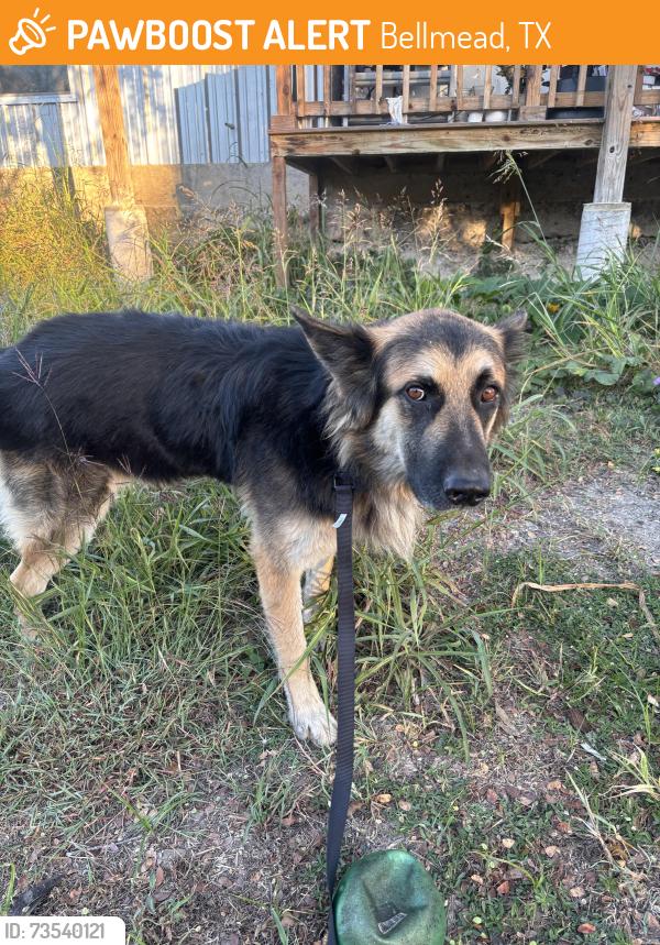 Found/Stray Male Dog last seen Train tracks by Katy Ln and Cottonbelt, Bellmead, TX 76705