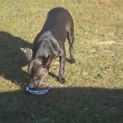 Found/Stray Female Dog last seen Off Baywood rd, Eastover, NC 28312
