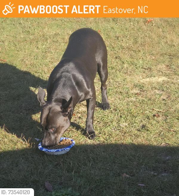 Found/Stray Female Dog last seen Off Baywood rd, Eastover, NC 28312