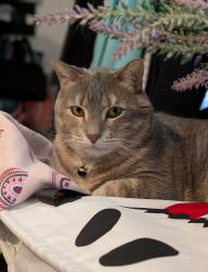Lost Female Cat last seen Meadow St and Cedar St, Ansonia, CT 06401