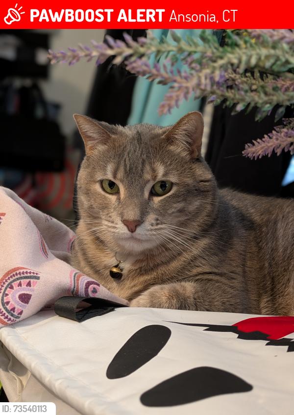 Lost Female Cat last seen Meadow St and Cedar St, Ansonia, CT 06401