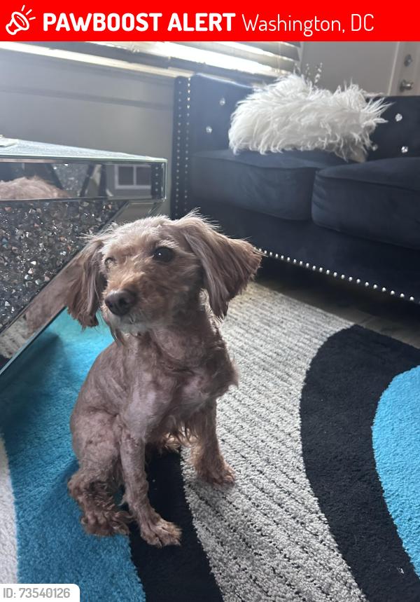 Lost Female Dog last seen Kelly Miller Middle School, Washington, DC 20019
