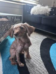 Lost Female Dog last seen Kelly Miller Middle School, Washington, DC 20019