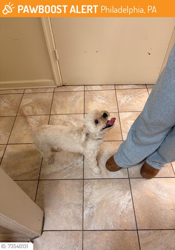 Found/Stray Male Dog last seen Near eleven, Philadelphia, PA 19124