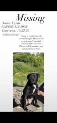 Reunited Male Dog last seen Cocopah circuit and lower buckeye rd, Avondale, AZ 85323