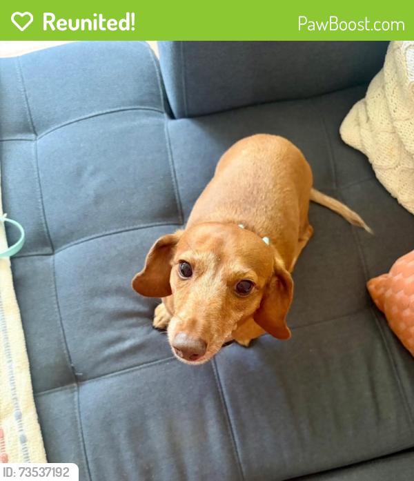 Reunited Female Dog last seen 113th and walsingham intersection, Largo 33778, Pinellas County, FL 33778