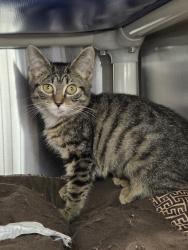 Shelter Stray Female Cat last seen Near Charlotte Drive, LAUREL, MD, 20724, 411 Maxwell Frye Rd, Millersville, MD 21108, USA
