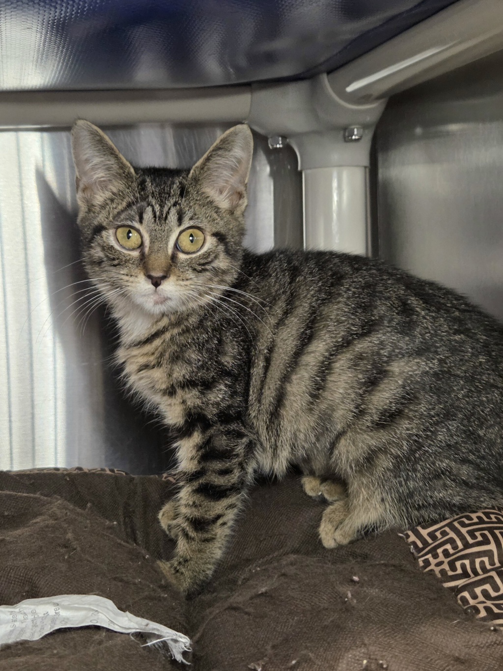 Shelter Stray Female Cat last seen Near Charlotte Drive, LAUREL, MD, 20724, 411 Maxwell Frye Rd, Millersville, MD 21108, USA